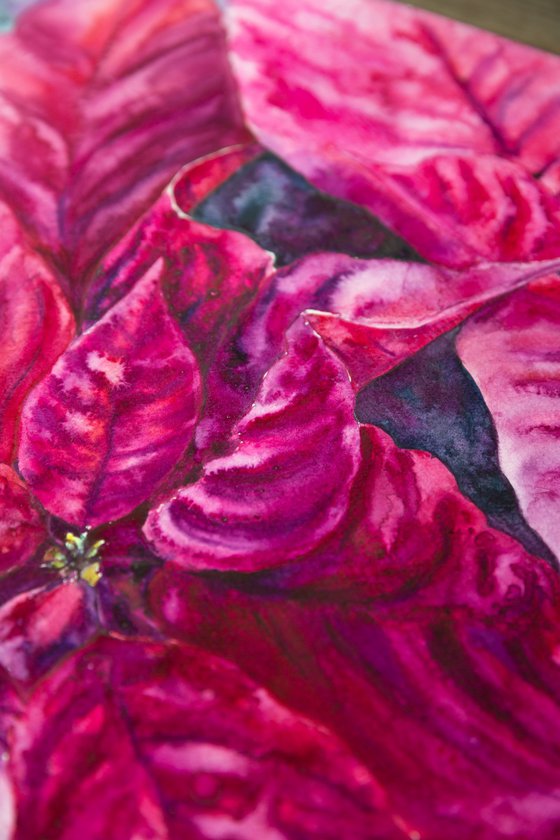 Poinsettia magenta flower