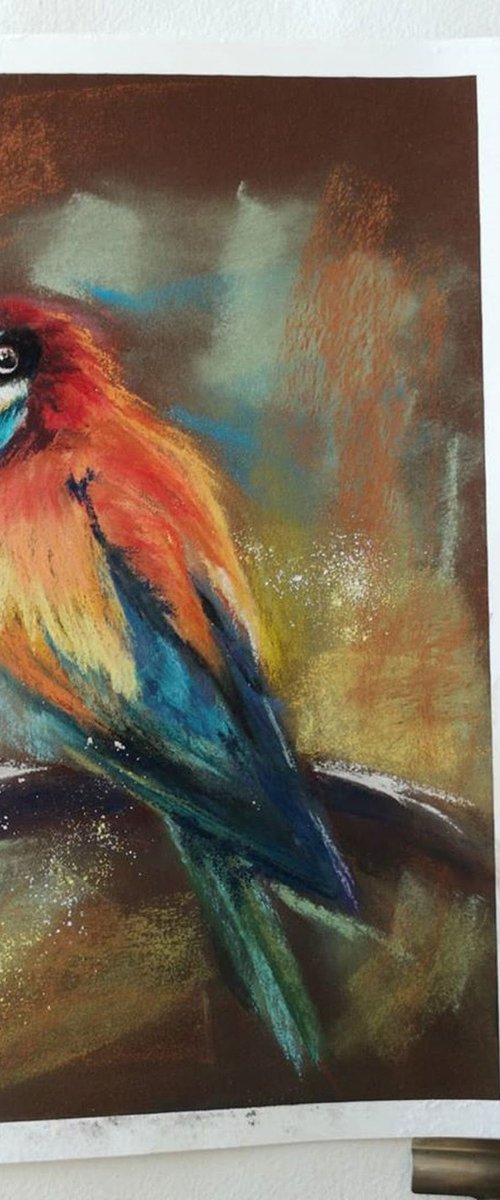 Bee Eater  (pastel) by Olga Tchefranov (Shefranov)