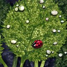 Ladybug