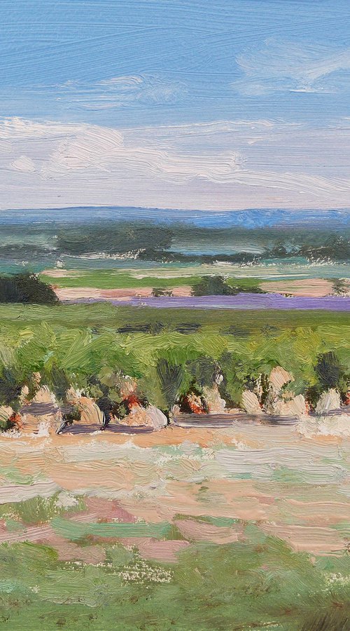 Vineyards & Lavender by Pascal Giroud