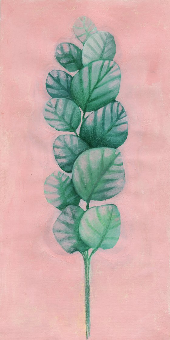 Eucalyptus on pink