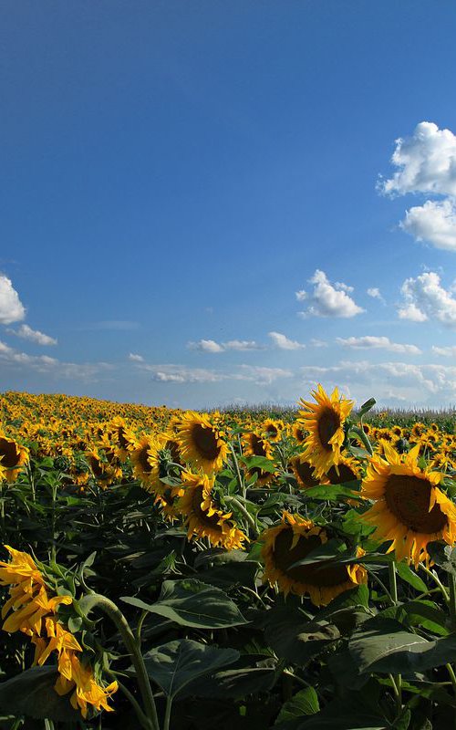 Sunflower field by Sonja  Čvorović