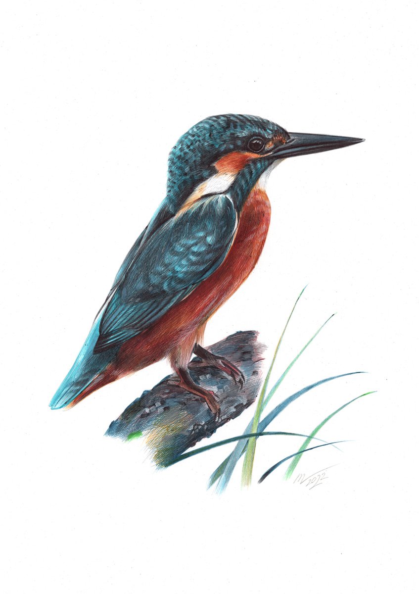 River Kingfisher (Realistic Ballpoint Pen Bird Portrait) by Daria Maier