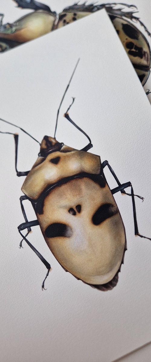 Eucorysses grandis, the Death Head Bug by Katya Shiova