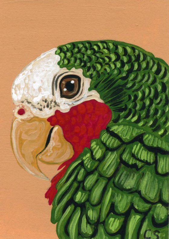 ACEO ATC Original Miniature Painting Cuban Amazon Parrot Pet Bird Art-Carla Smale