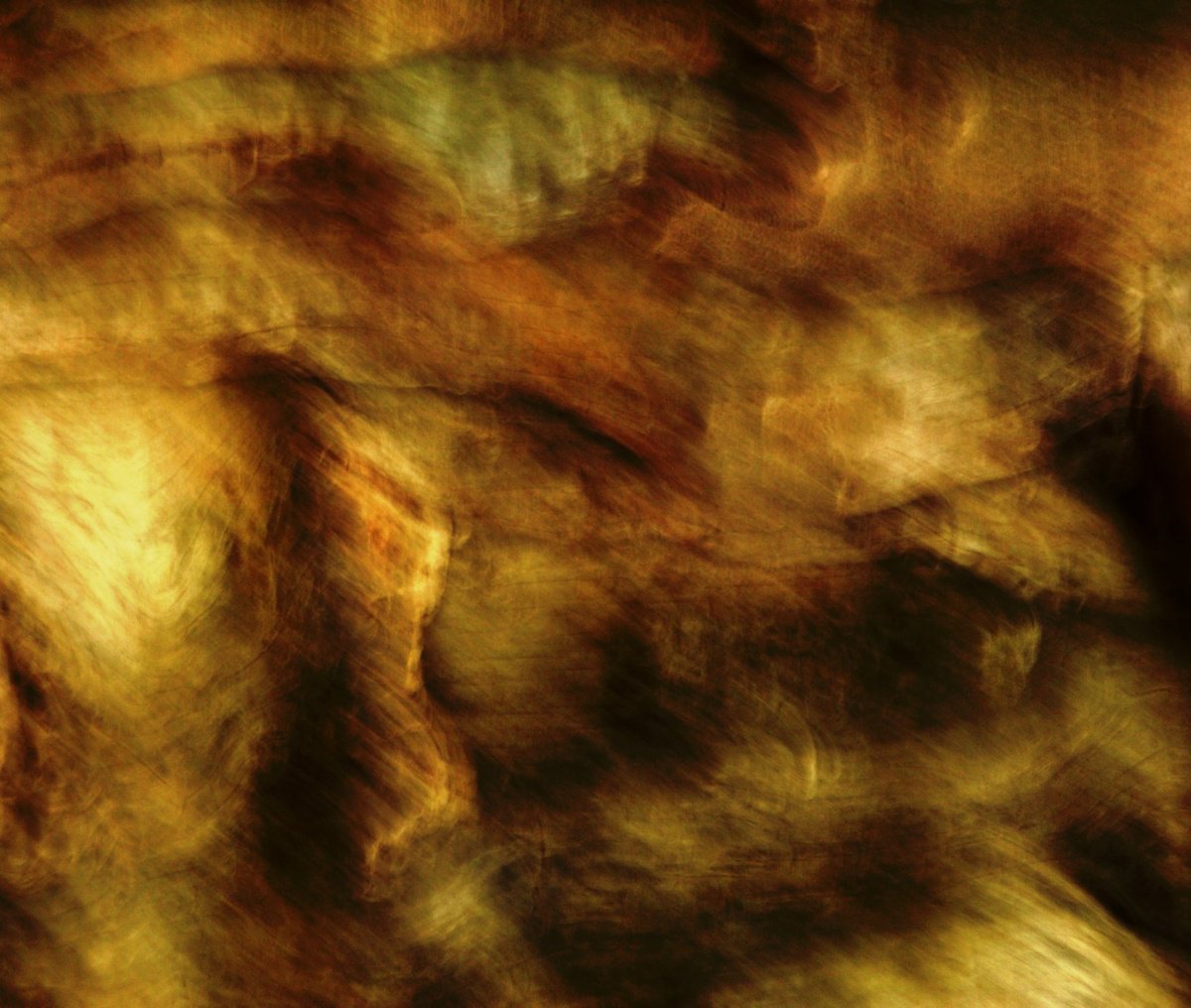 Surrealistic Abstract Photograph By Philippe Berthier, 23 X 20", En Pleine Croissance......, Original Artwork