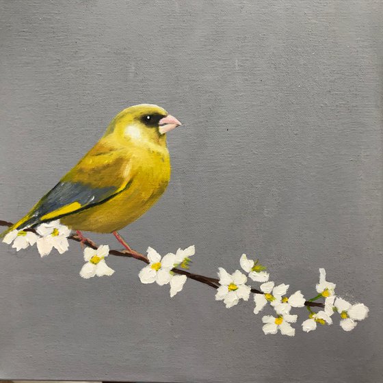 Greenfinch on Cherry Blossom II