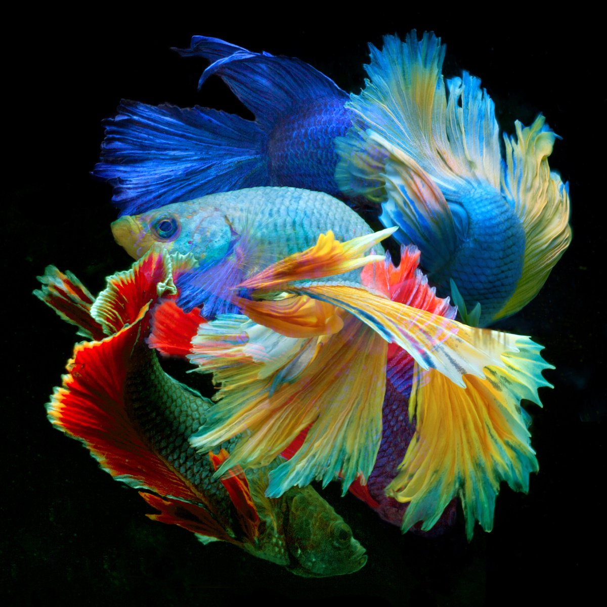 Surrealistic Photograph , Betta Collage 39 By Michael Filonow, 26 X 26, Artwork For Sale On Artfinder