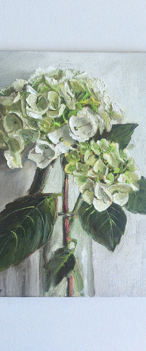 White hydrangea flower by Leyla Demir