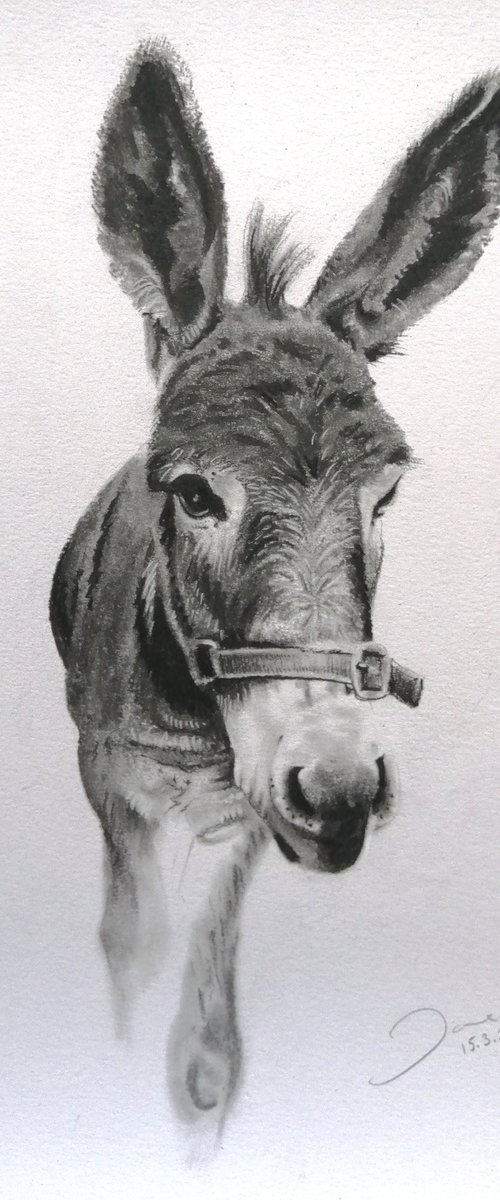 Donkey love by Joanne  Hill