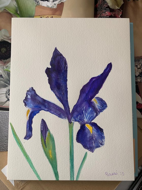 Iris