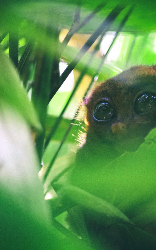 Tarsier #1 by Marc Ehrenbold