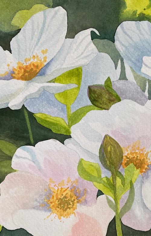 White Anemone by Silvie Wright