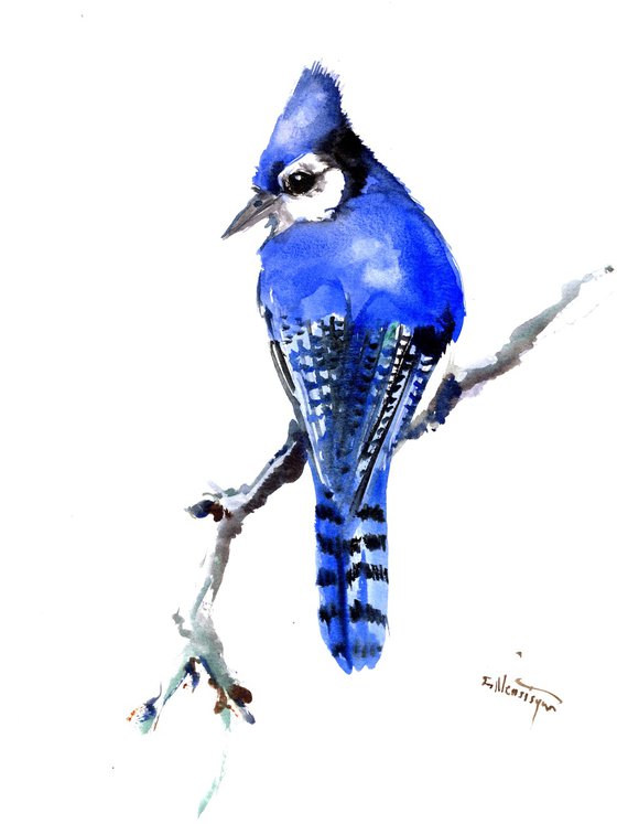 Blue Jay