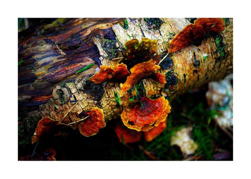Macro Nature Photography Colours on the Bark by Richard Vloemans