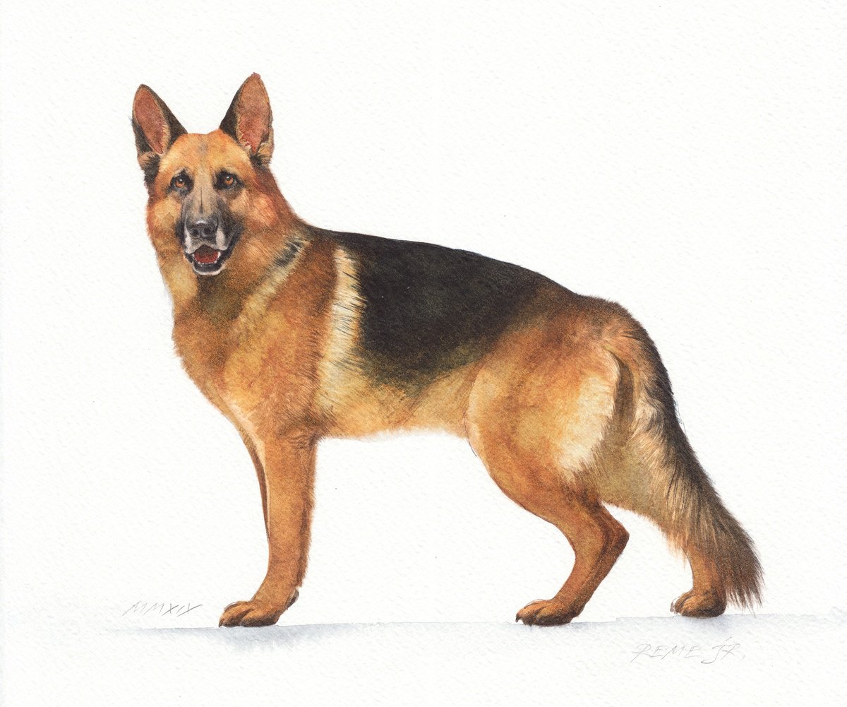 Photorealistic Animal Watercolour By Reme Jr., 12 X 10", German Shepherd Iii, Original Artwork