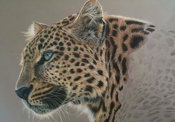 Serenity - Leopard portrait