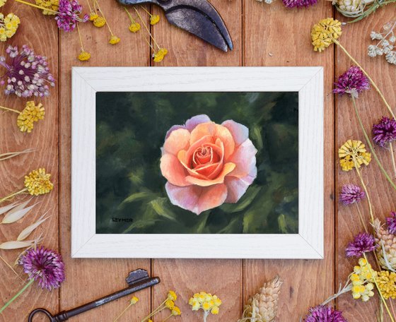 Little pink rose flower still life