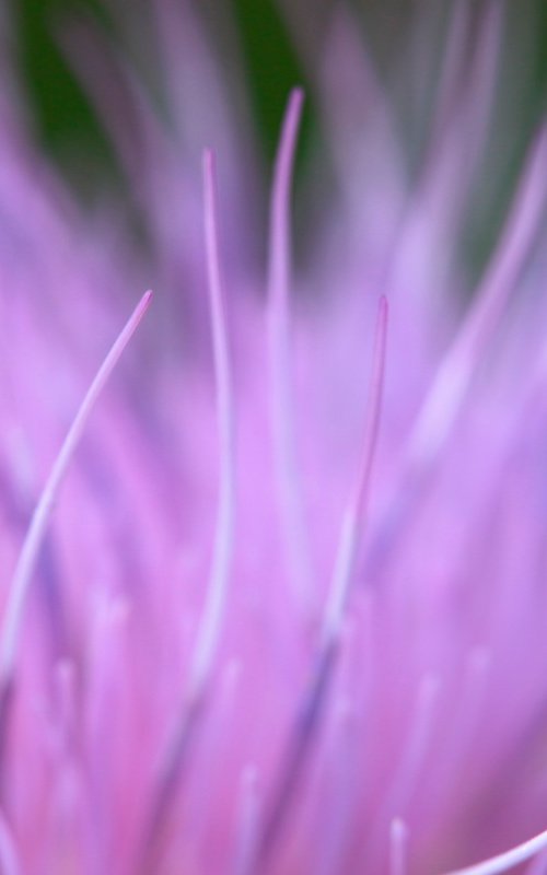 Softness by Kevin Cloughley