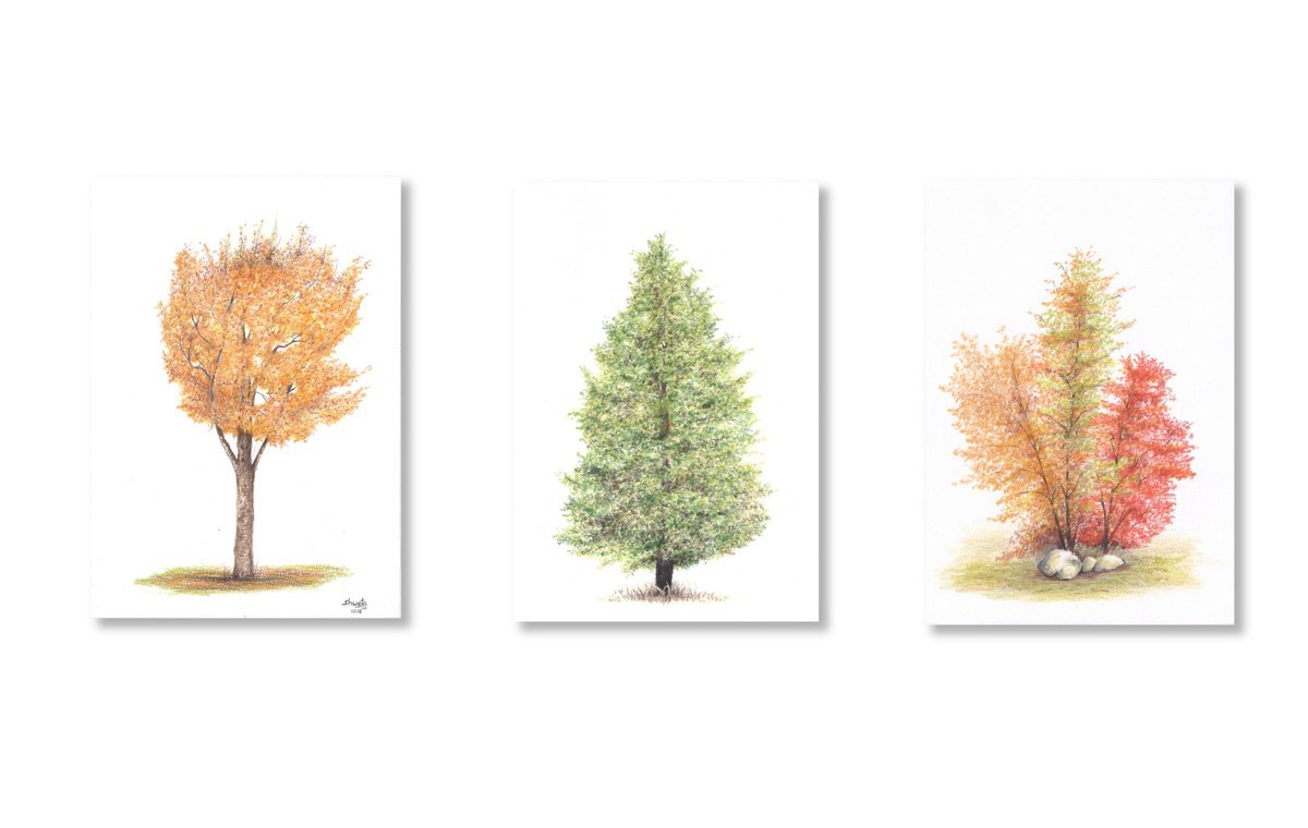 Spruce, Golden trumpet, Witch hazel tree Drawings - triptych by Shweta Mahajan