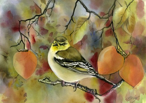 finch with persimmons by Alfred  Ng