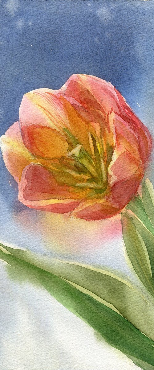 Orange Tulip by SVITLANA LAGUTINA