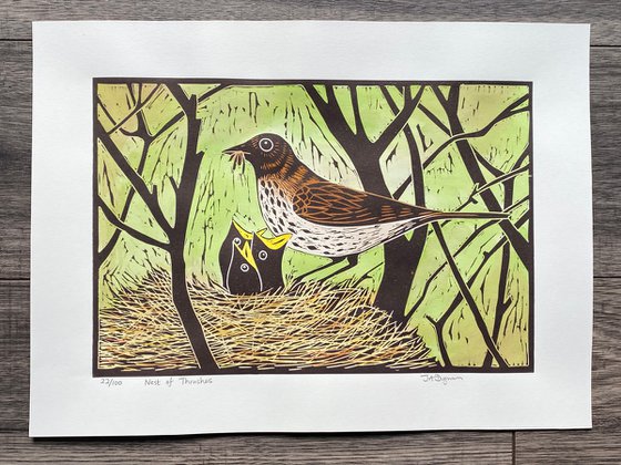 Nest of Thrushes. 22/100