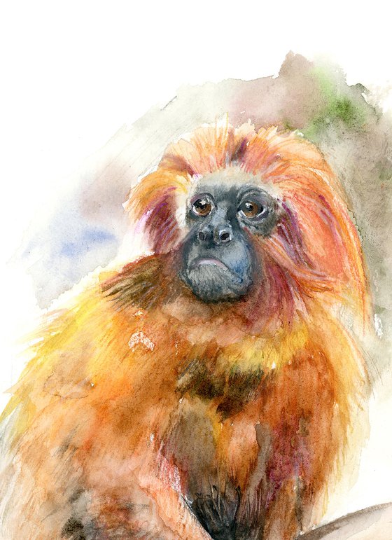 Golden Lion Tamarin