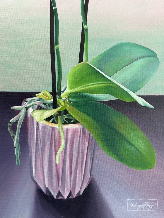 Orchid