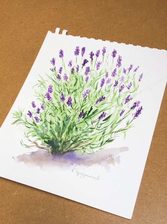 Sketch of Lavender from my garden