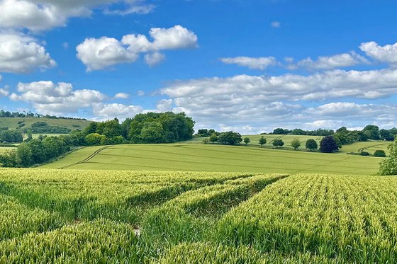 Sea of Wheat