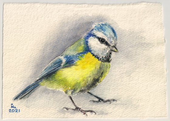 Blue tit