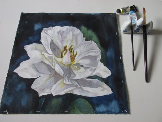 white tulip in blues