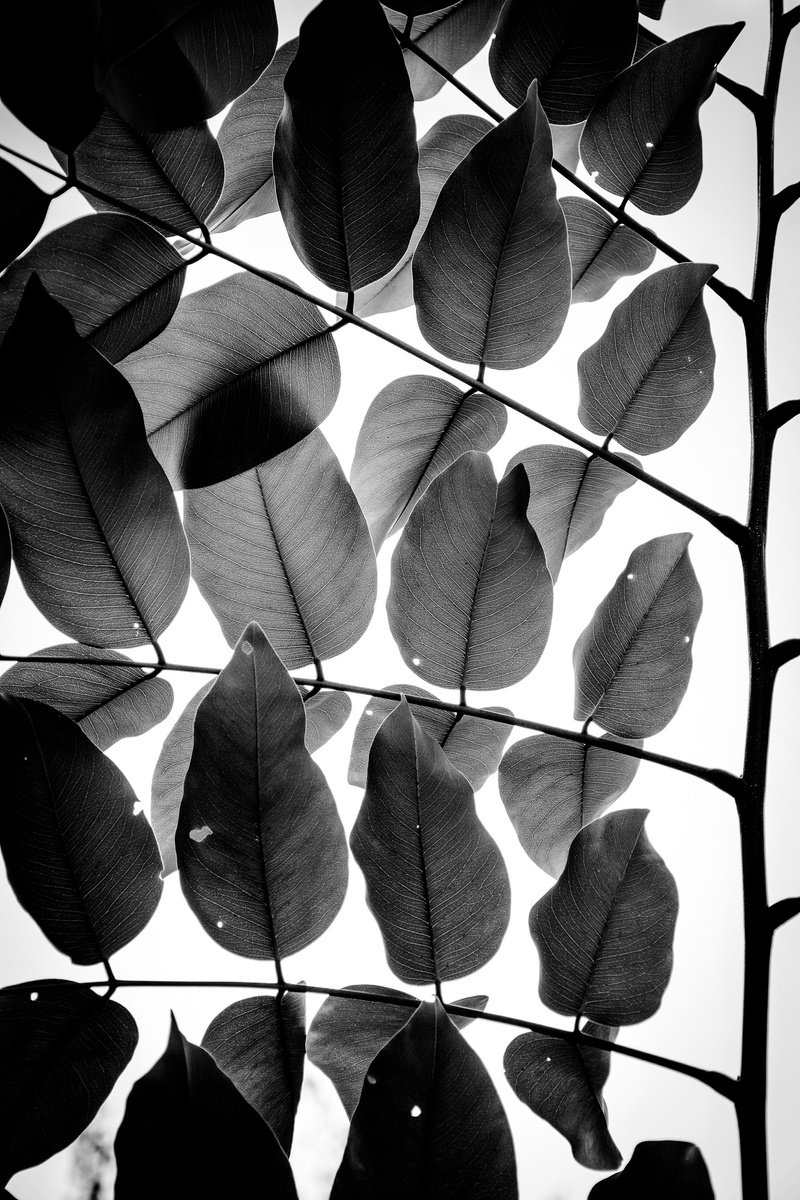 Botanical Photograph By Tal Paz-Fridman, 20 X 28", Branches And Leaves Iii, Original Artwork
