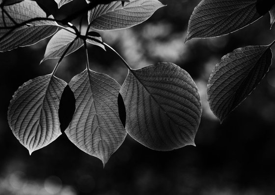 Cornus Leaves, Study I.