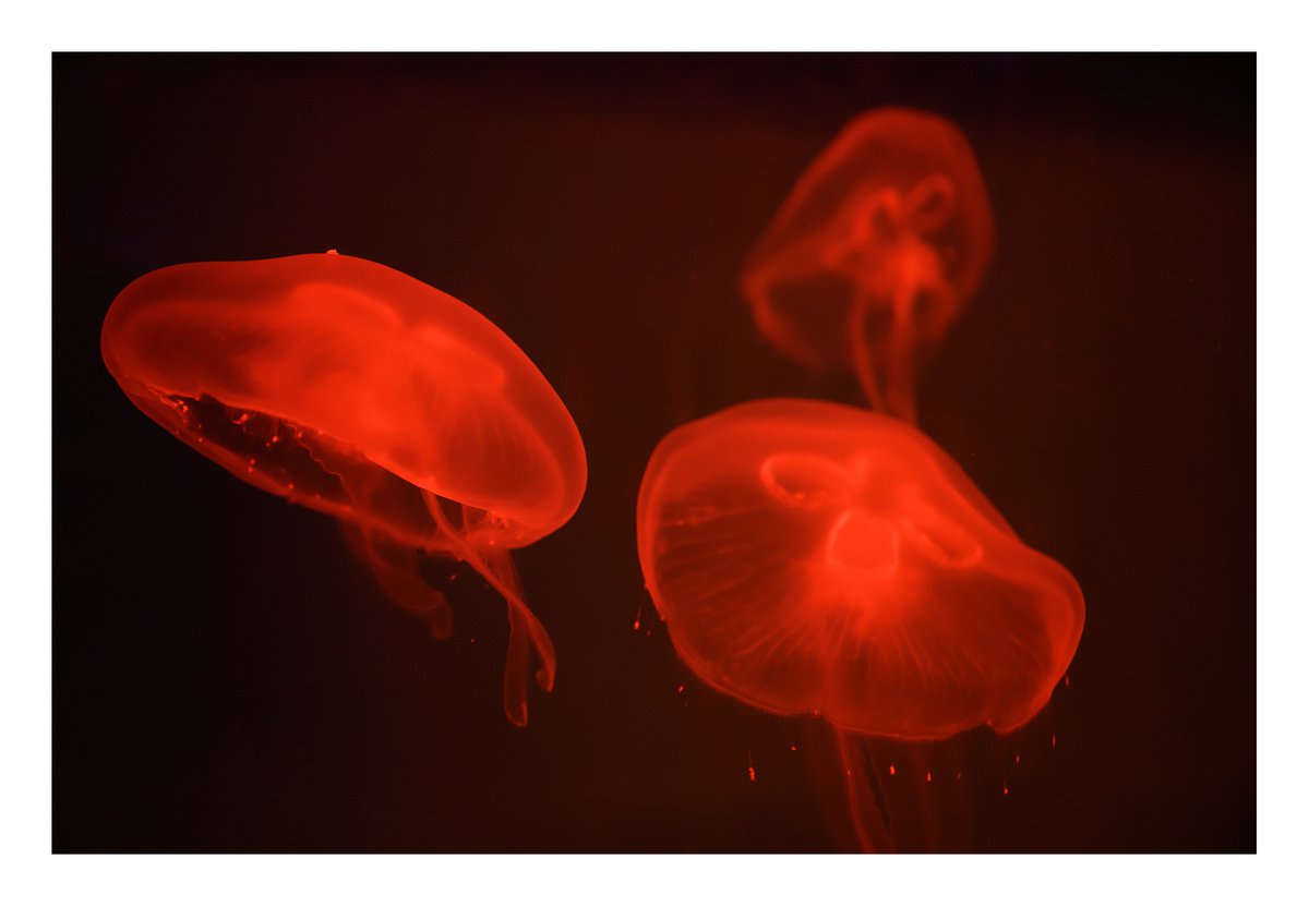 Animal Photograph By Tal Paz-Fridman, 28 X 20", At The Aquarium #4, Original Artwork