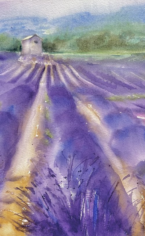 Fields of Provence 2 by Alla Semenova