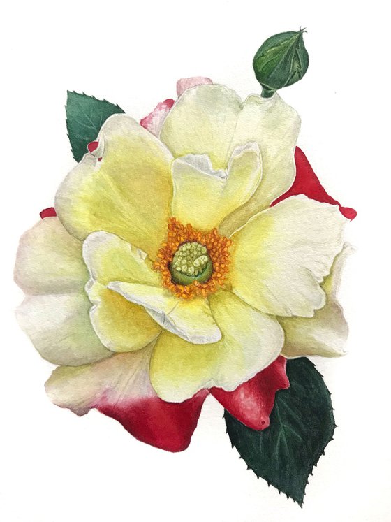 Yellow and red rose