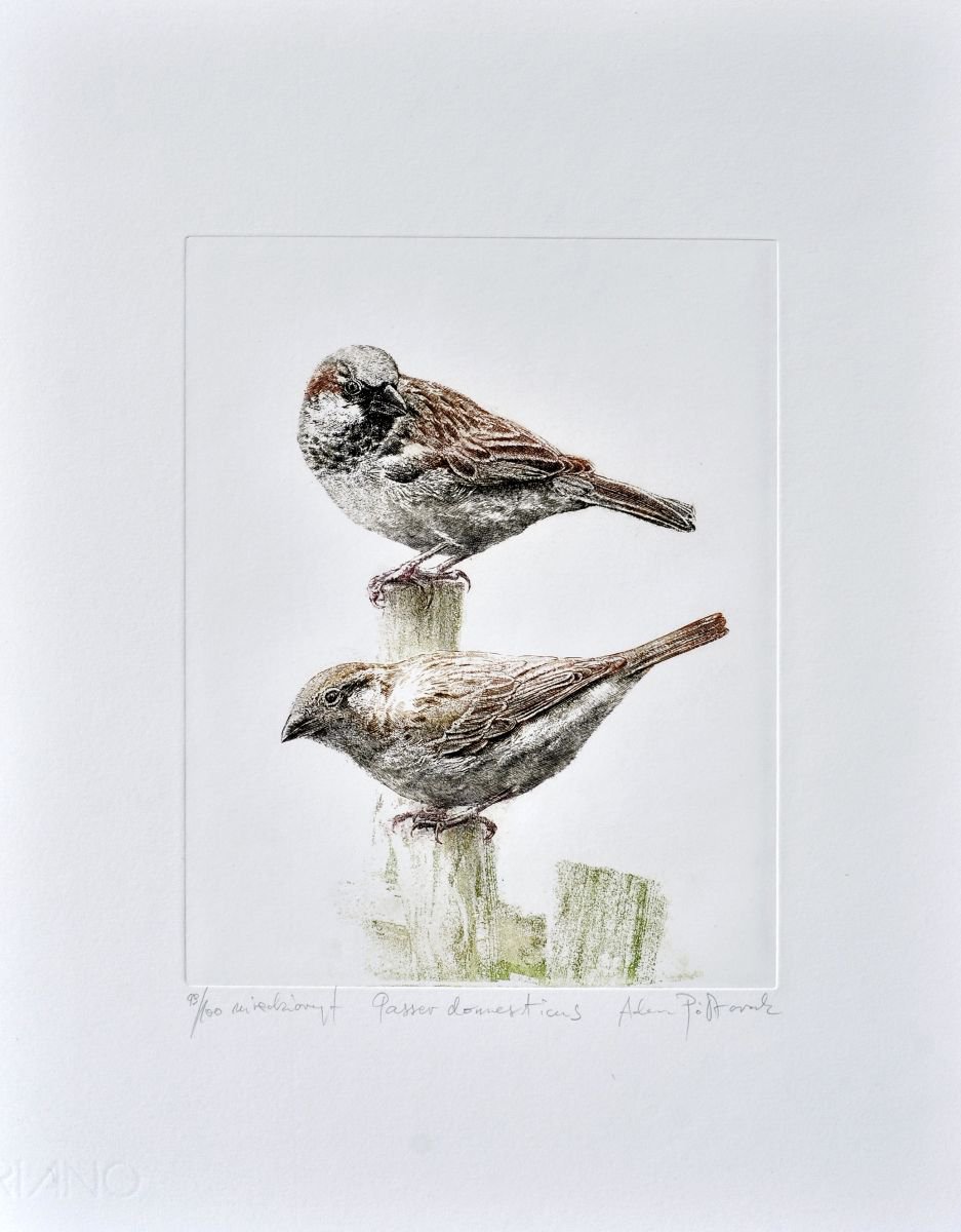 House sparrow by Adam Poltorak