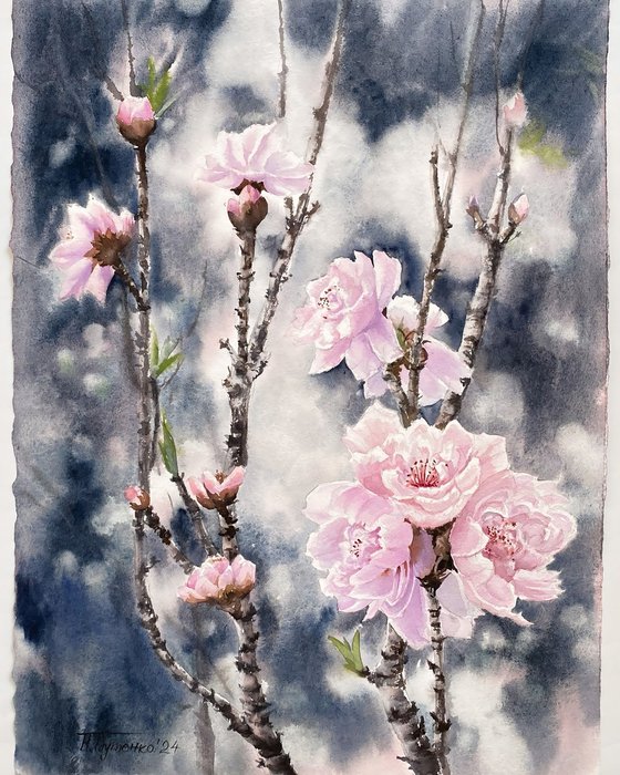 Sacura is  blossoming , pink flowers