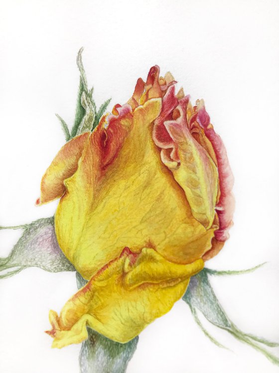 Yellow rose