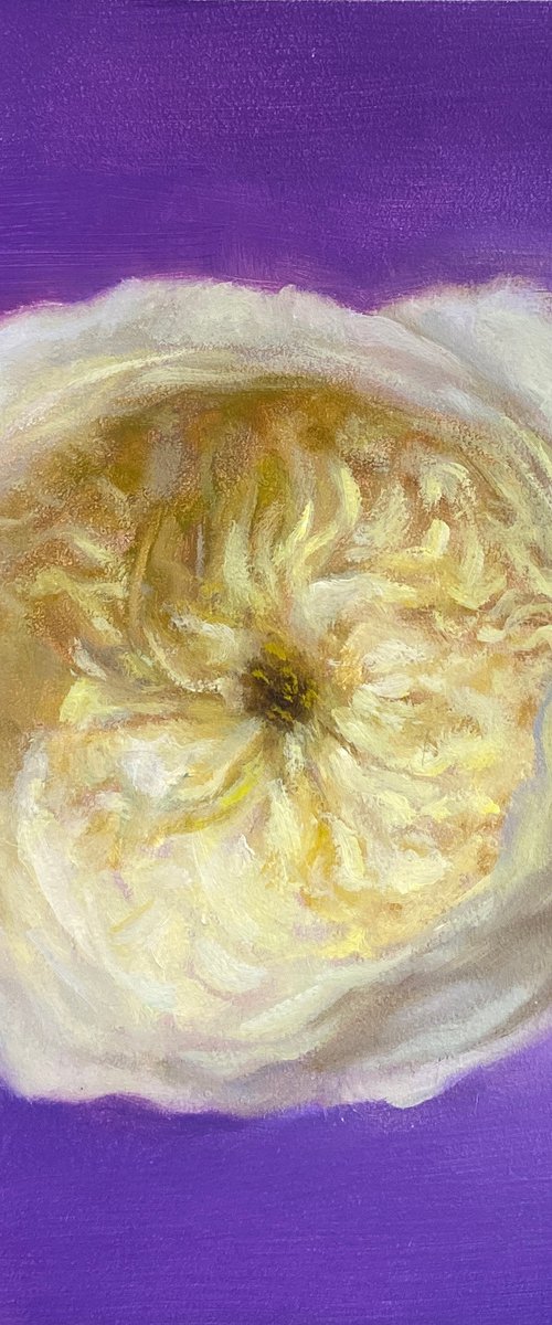 Purity. Original Rose Oil painting. by Yana  Golikova