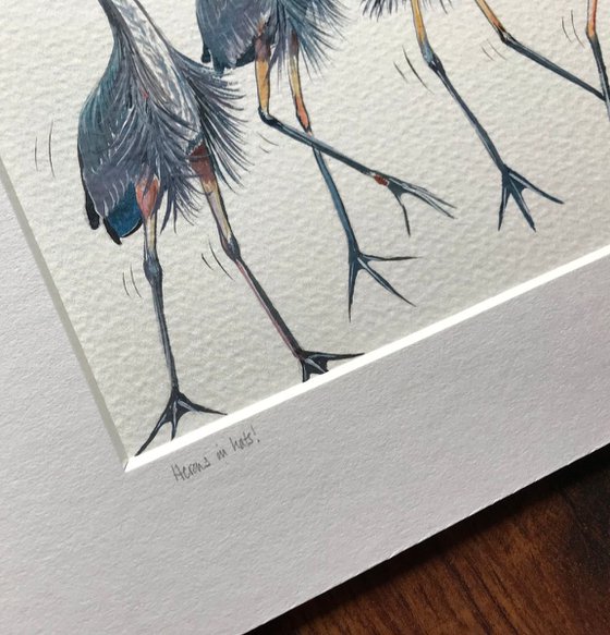 Herons in hats