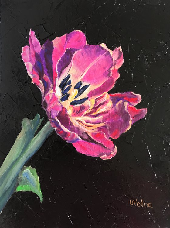 Lilac Tulip