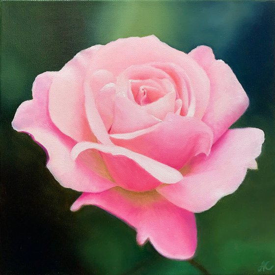 Luminous Rose