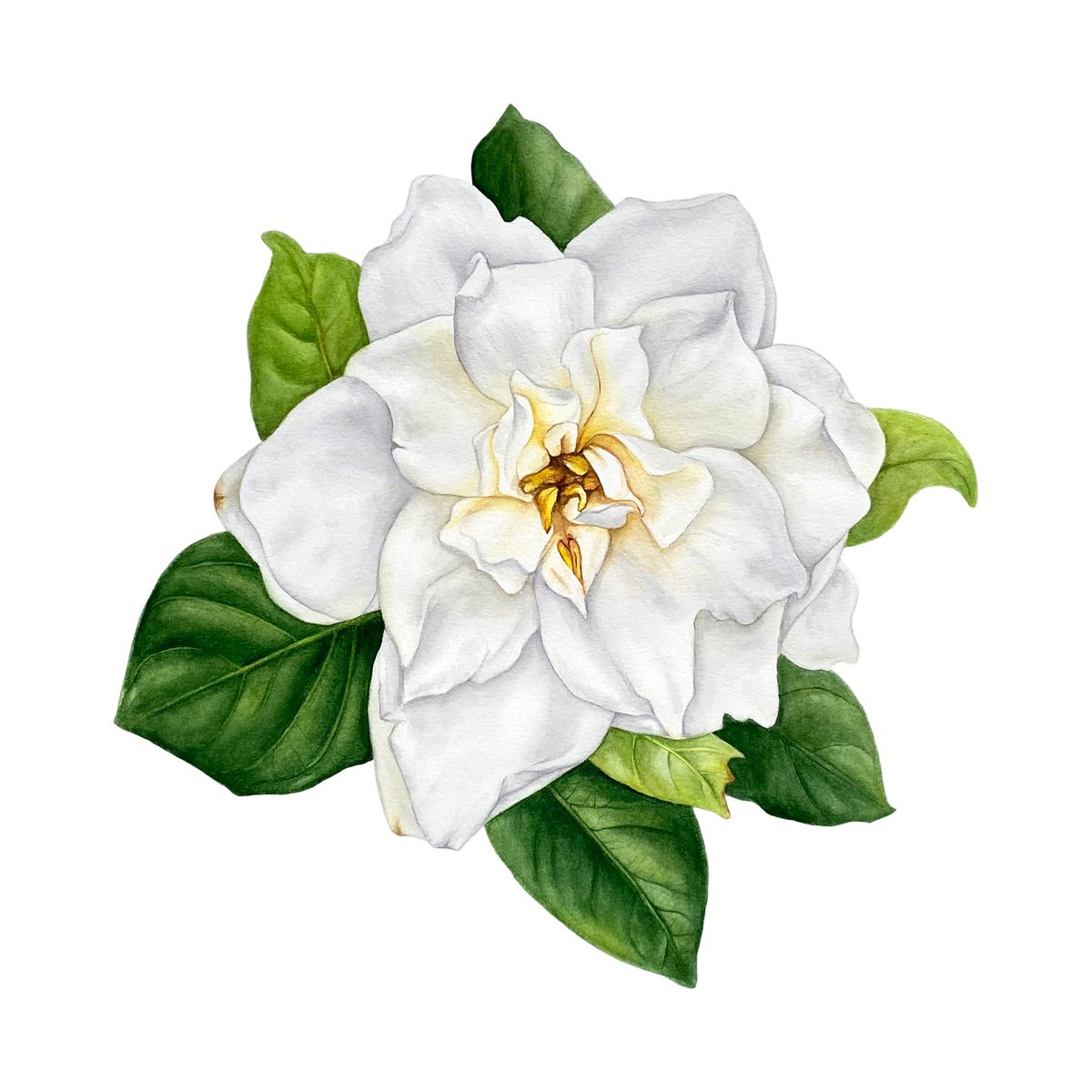 Photorealistic Botanical Watercolour By Anna Lyashenko, 14 X 14, White Gardenia, Original Artwork