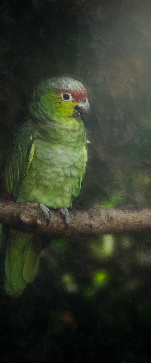 Parrot on a Branch with texture by Paul Nash