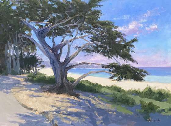 Monterey Cypress Trees Along Scenic Drive in Carmel