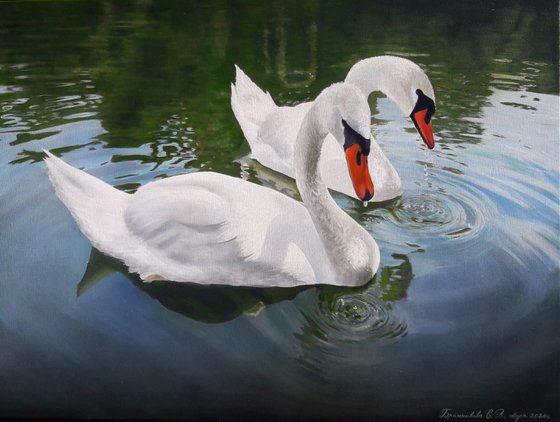 white swans on the pond, realistic bird painting