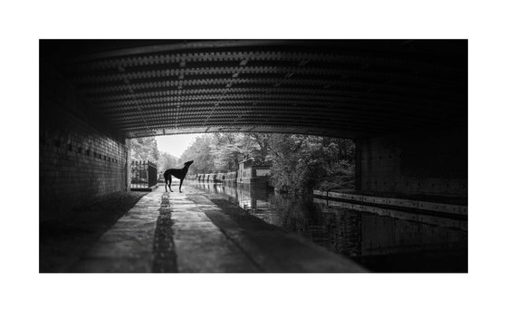 Greyhounds of London VII
